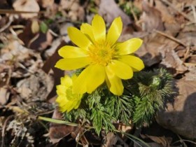 ‘봄 전령’ 무등산에 왔다…복수초·변산바람꽃 개화