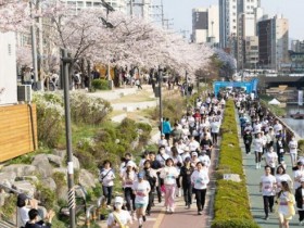 은평구, 2026 불광천 벚꽃 마라톤대회 3월 29일 개막