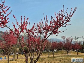 [로컬여행] 구례 섬진강수달생태공원, 홍매화 피자 수달도 3마리 늘었다