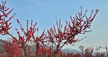 [로컬여행] 구례 섬진강수달생태공원, 홍매화 피자 수달도 3마리 늘었다