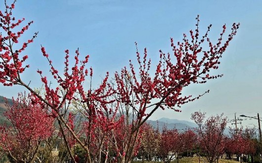 [로컬여행] 구례 섬진강수달생태공원, 홍매화 피자 수달도 3마리 늘었다