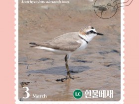 고창군, 3월 '이달의 새'로 흰물떼새 선정…봄 번식기 갯벌 보호 강화