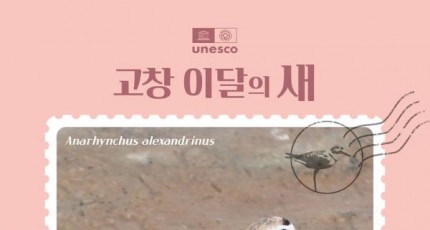 고창군, 3월 '이달의 새'로 흰물떼새 선정…봄 번식기 갯벌 보호 강화