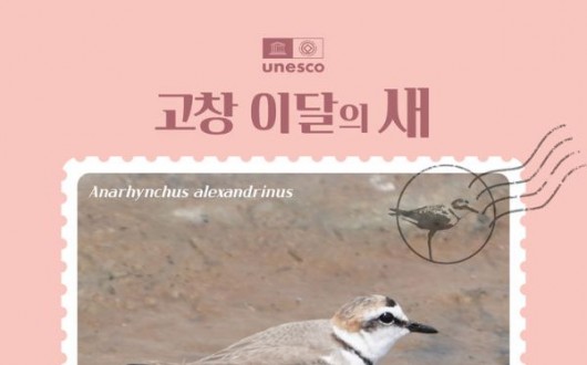 고창군, 3월 '이달의 새'로 흰물떼새 선정…봄 번식기 갯벌 보호 강화