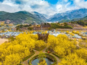 화이트데이에 피어난 노란 사랑…‘구례산수유꽃축제’ 14일 개막