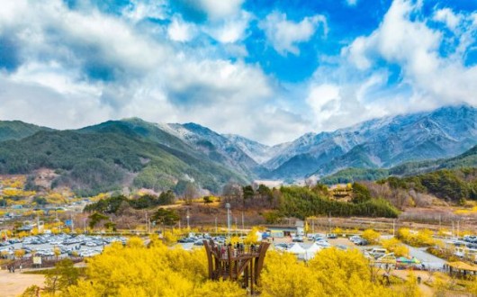 화이트데이에 피어난 노란 사랑…‘구례산수유꽃축제’ 14일 개막