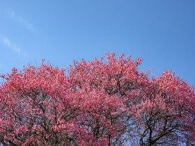 3월 남도 꽃축제 총정리…구례산수유부터 여수진달래까지