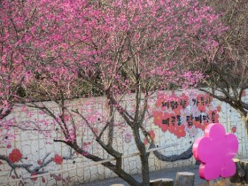 순천 매곡동 탐매축제 3월 7일 개최…홍매화 명소