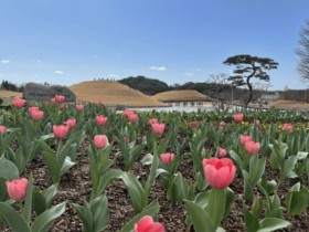 3월 순천만국가정원, 튤립 첫 개화…100만 송이 봄꽃 여행
