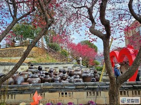 [로컬여행] 순천 매곡동 홍매화 절정…탐매축제 2026, 봄의 시작을 알리다