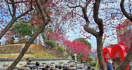 [로컬여행] 순천 매곡동 홍매화 절정…탐매축제 2026, 봄의 시작을 알리다