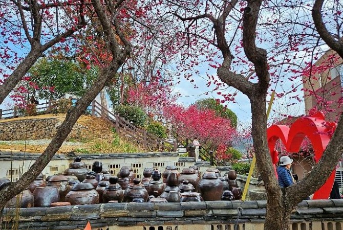 [로컬여행] 순천 매곡동 홍매화 절정…탐매축제 2026, 봄의 시작을 알리다