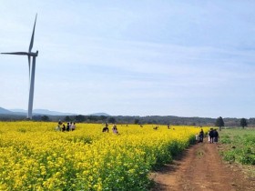 제주 서귀포 봄 축제…유채꽃·벚꽃·청보리 축제 일정 총정리