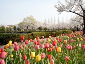 와룡매·목련 터널·벚꽃길…김해 봄꽃 여행지 완벽 가이드