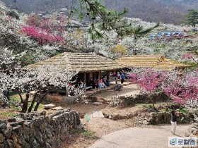 [로컬여행] "섬진강 강바람에 매화향 실려"…광양매화축제, 절정 언제?