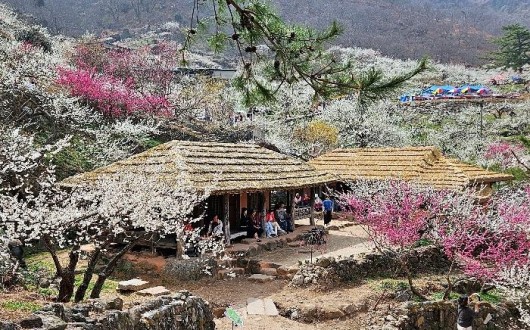 [로컬여행] "섬진강 강바람에 매화향 실려"…광양매화축제, 절정 언제?