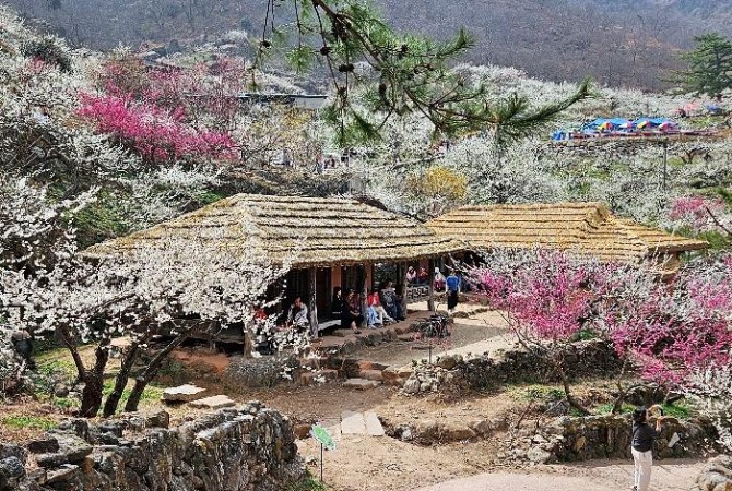 [로컬여행] "섬진강 강바람에 매화향 실려"…광양매화축제, 절정 언제?