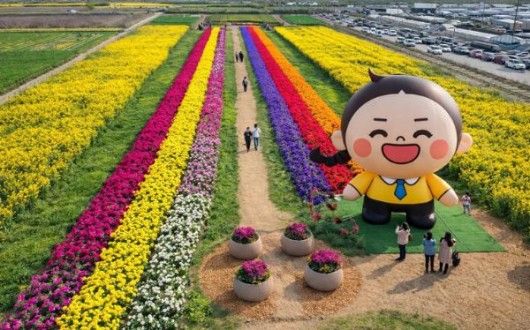 "강원 봄 여행 1순위"…삼척맹방유채꽃축제 4월 3일 개막