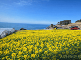 노란 유채꽃·푸른 바다·붉은 노을…영광 백수해안도로, 봄 인생샷 명소 뜬다