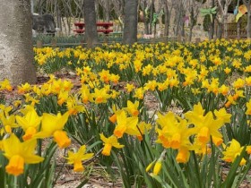 수선화 물결로 물든 월아산…진주 '숲속의 진주' 3월 봄축제 앞두고 장관