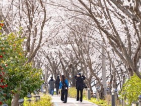 나주 영산포 풍물시장, 3월 28일 ‘제3회 봄 벚꽃 버스킹 축제’ 개최