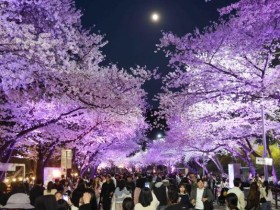 “올해도 말과 벚꽃이 함께”, 렛츠런파크 서울 벚꽃축제 4월 개막