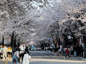 마포 벚꽃 페스티벌 4월 3일 개최…레드로드·토정로 일대 봄꽃 물결