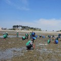 서산시, 천수만 갯벌 바지락 캐기 체험 운영…간월도 갯벌