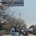 벚꽃 터널 1.2㎞·꽃멍 스테이션·여강길까지…여주 봄 여행 완벽 코스