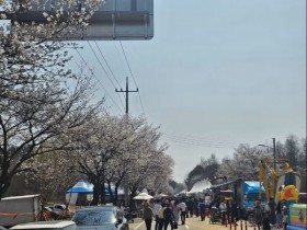 벚꽃 터널 1.2㎞·꽃멍 스테이션·여강길까지…여주 봄 여행 완벽 코스