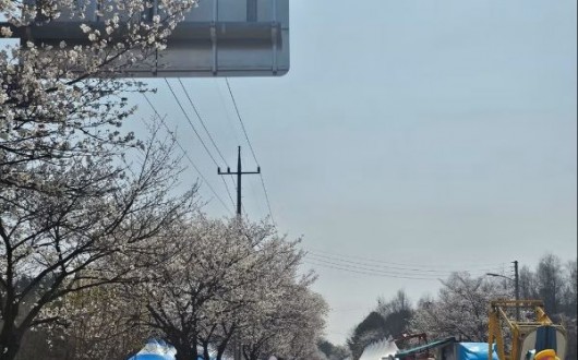 벚꽃 터널 1.2㎞·꽃멍 스테이션·여강길까지…여주 봄 여행 완벽 코스