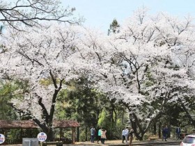 33년 만에 전면 개방 서울 홍릉숲…133년 최고령 반송·국내 최장 나무