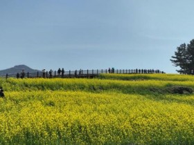 청산도 슬로걷기 축제 4월 한 달 운영…유채꽃 넘치는 느림의 섬으로
