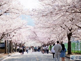 [로컬여행] 고창 벚꽃축제 4월 3~5일 개최…야간 조명·먹거리까지