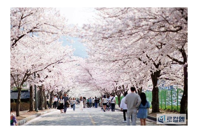 [로컬여행] 고창 벚꽃축제 4월 3~5일 개최…야간 조명·먹거리까지