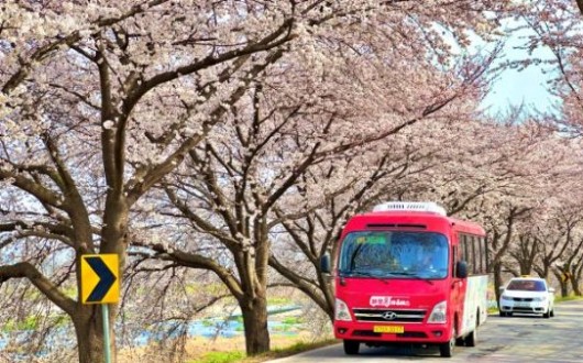 전주, 13㎞ 만경강 벚꽃길 마을버스 특별노선 운영