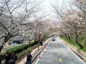나주 한수제 벚꽃터널, 4월 4일 제12회 축제 개막