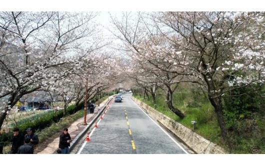 나주 한수제 벚꽃터널, 4월 4일 제12회 축제 개막