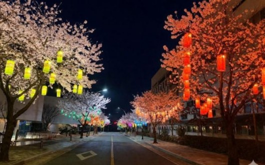 낮엔 벚꽃, 밤엔 실크등…진주시 400m '진주실크로드' 야경 명소