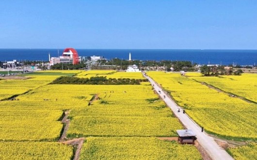 벚꽃 vs 유채꽃, 어디 갈까…4월 경북 봄 축제 총정리
