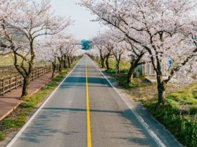 보령 주산벚꽃·옥마산 봄꽃축제 11일 동시 개최