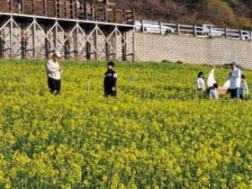 노란 유채꽃과 서해 바다가 만났다… 영광 백수해안도로, 봄 절정