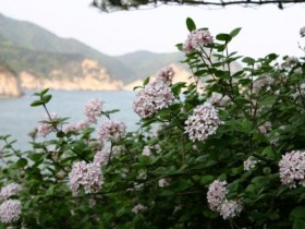 10km 밖까지 향기가… 국립수목원 '4월의 정원식물'에 분꽃나무 선정