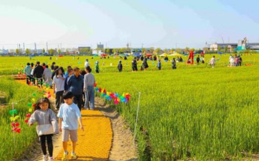 21회 군산꽁당보리축제 24~26일 개최…보리밭 배경 체험 가득