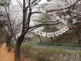 보령 봄꽃축제 11일 개막…벚꽃길·황톳길, 봄 나들이 명소