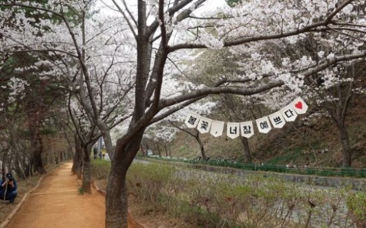 보령 봄꽃축제 11일 개막…벚꽃길·황톳길, 봄 나들이 명소
