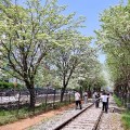 전주 팔복동 이팝나무 철길, 봄꽃 시즌 5일간 개방
