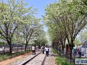 전주 팔복동 이팝나무 철길, 봄꽃 시즌 5일간 개방
