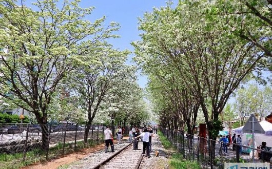 전주 팔복동 이팝나무 철길, 봄꽃 시즌 5일간 개방