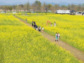 구미 낙동강체육공원 유채꽃 만개…1만6000㎡ 노란 물결 언제까지?